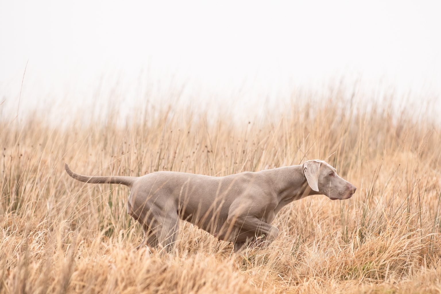 Tail docking in dogs. Is it legal in the UK? Why is it done?