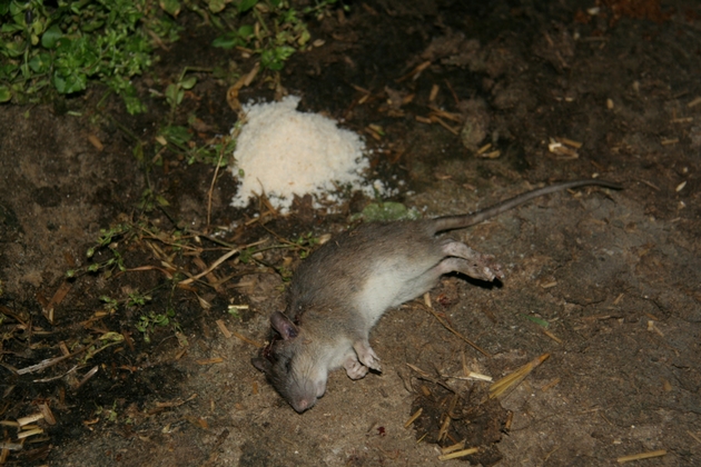 dead rat