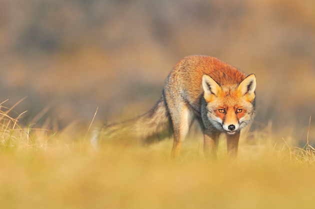 Fox
