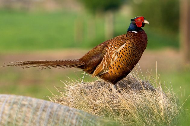 How To Keep Your Pheasants Close To Home Shooting Uk