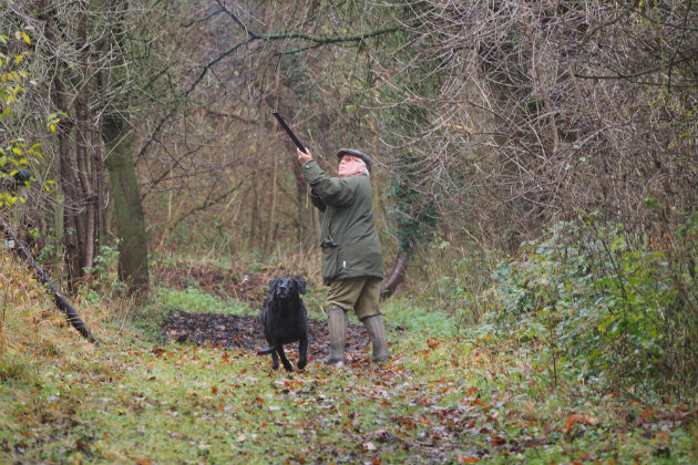 Gun-shy dogs - what you need to know - Shooting UK