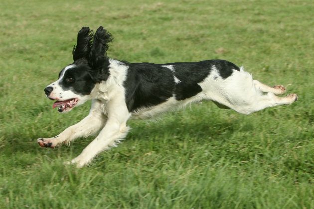 Possible Reasons For Young Sprocker Spaniel Losing Health Young Sprocker Spaniel