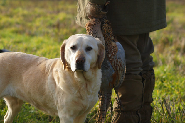 old yellow Labrador
