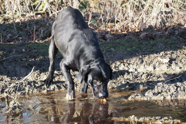 My Dog Drank From A Puddle 2025