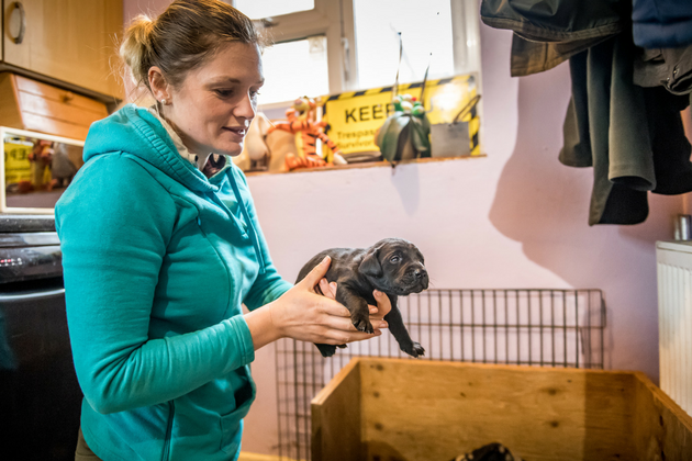 Puppy crate training