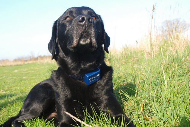 Best shock collar for labrador Clearance