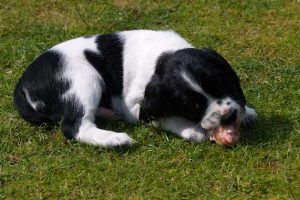 raw chicken wings for dogs teeth