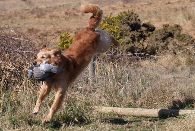 golden retriever on farm farm field