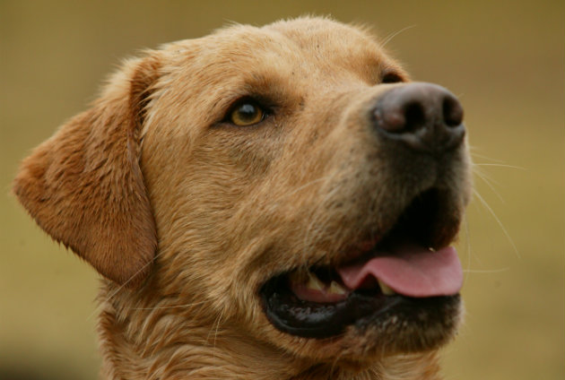 Dog training with a whistle