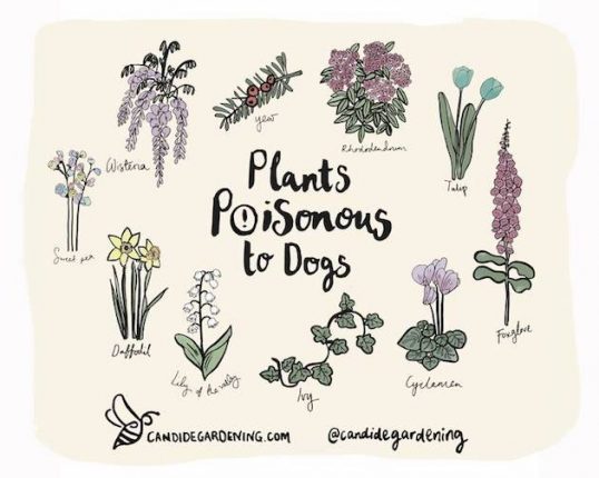 is lavender plants poisonous to dogs