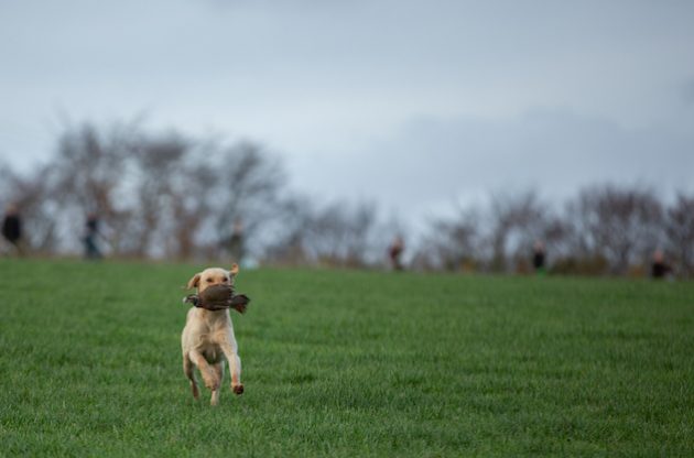 Labrador gundog with bird