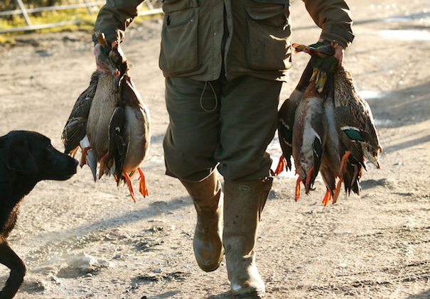brace of ducks