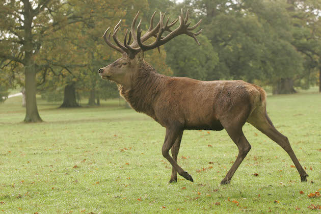 Red stag