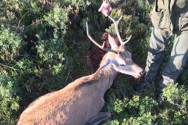 A six-pointer stag with switch antlers