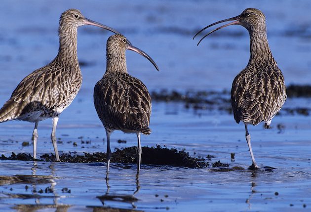 Curlews