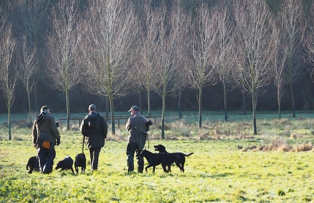 gundogs in the field