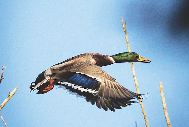 mallard duck