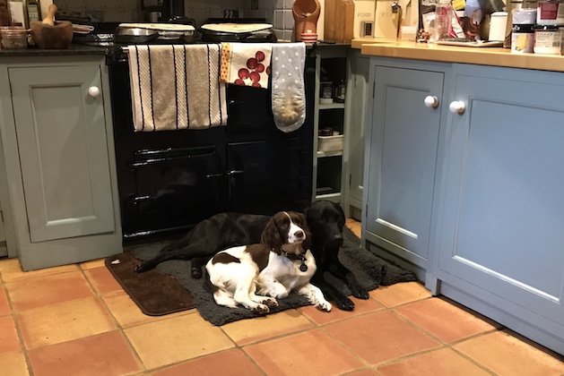 gundog beds in front of AGA 