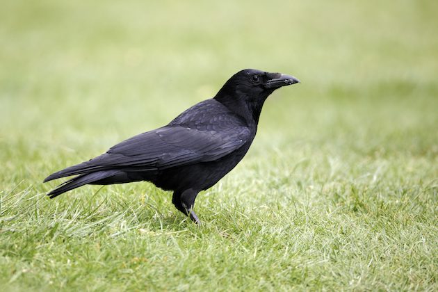 Carrion crow, Corvus corone