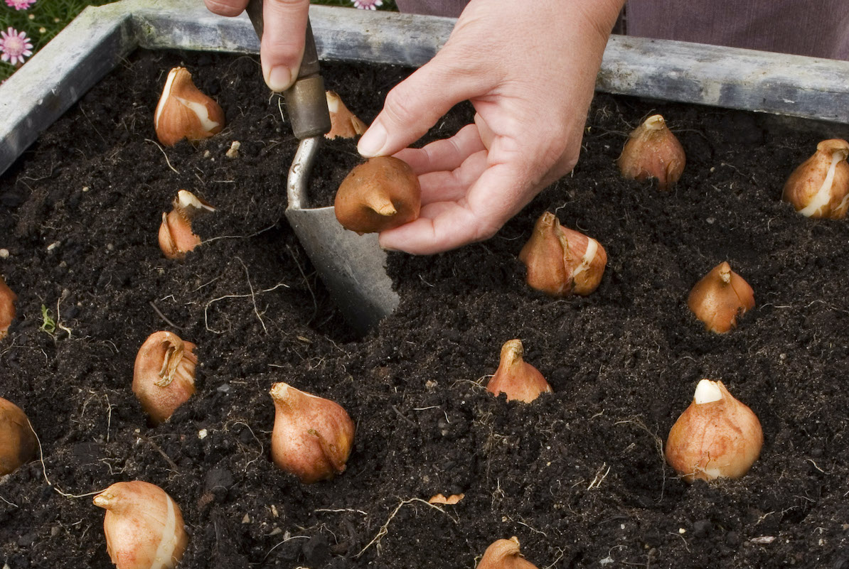 Are Tulip Leaves Poisonous To Dogs