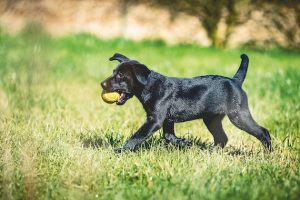 tennis balls dangerous for dogs
