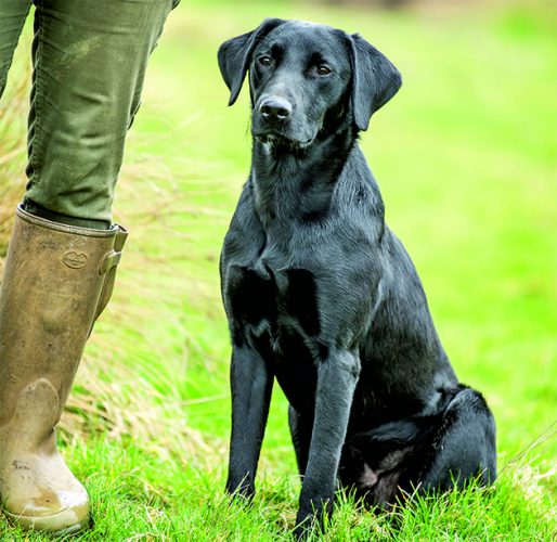 Breeding Labradors these are the health checks to carry out