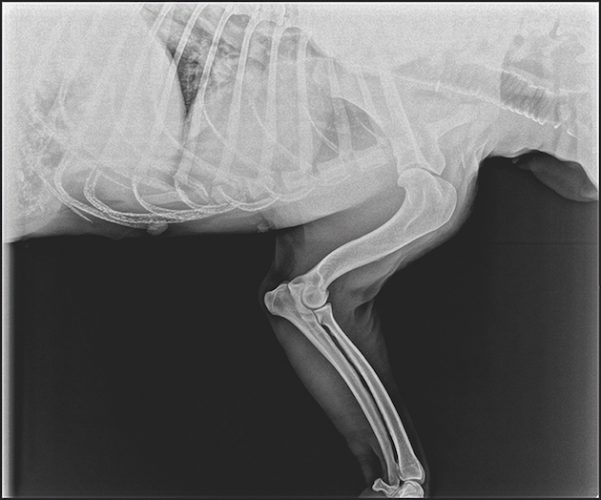 Breeding Labradors these are the health checks to carry out