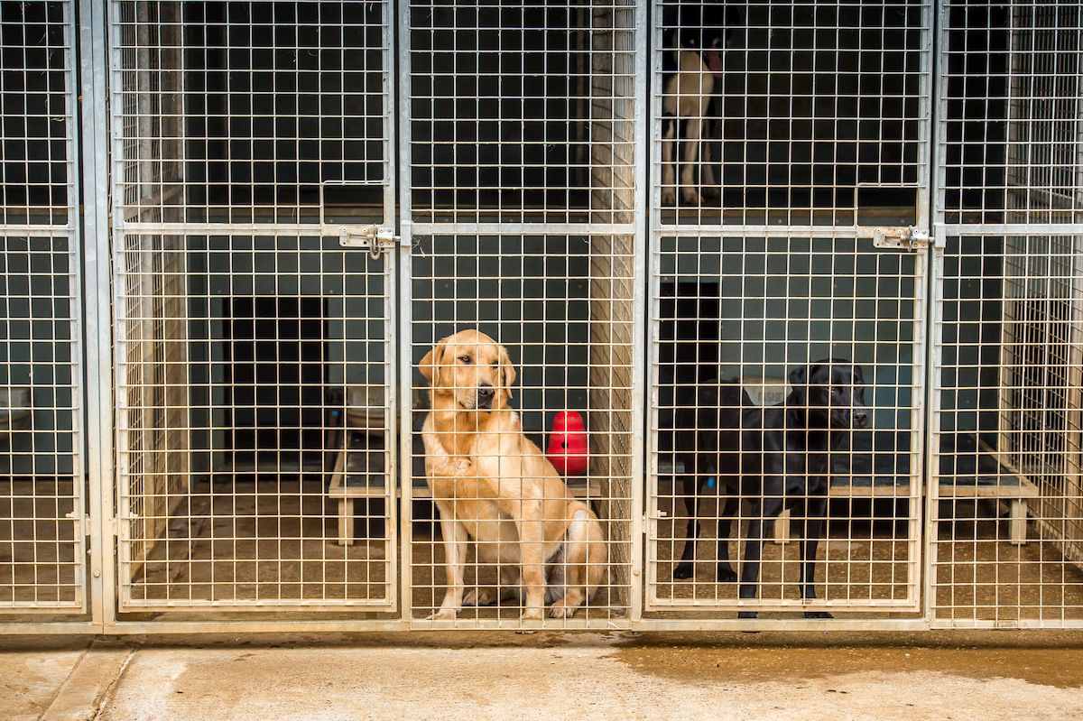 How do I keep my dogs warm in kennels in winter? Shooting UK