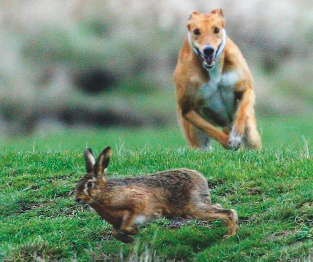 Ed Coles's hare coursing law changes pass final hurdle - Vimarsana News