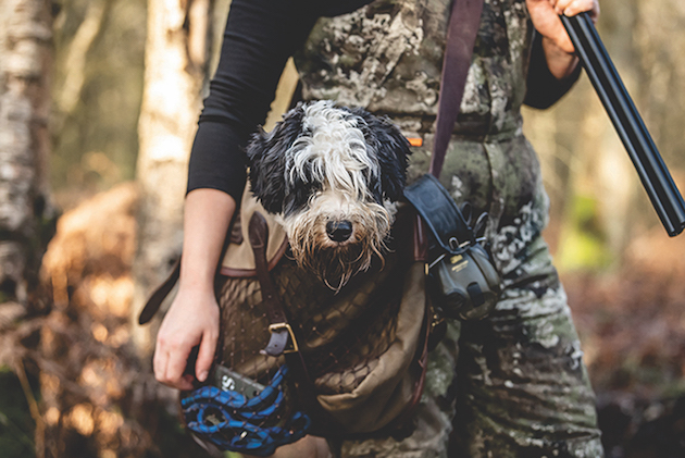 Dog in rucksack