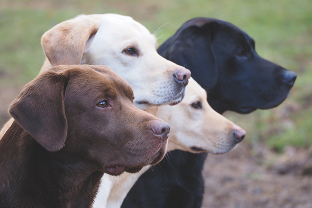 Labrador colours