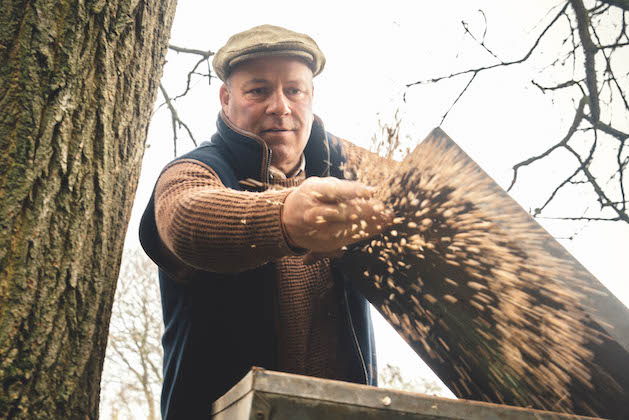 Gamekeeper feeding pheasants