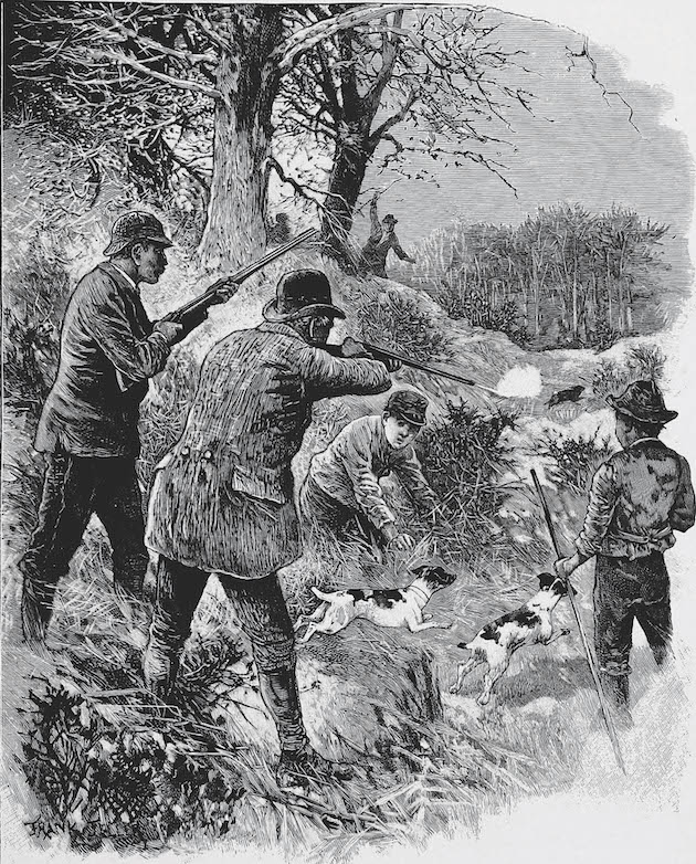 Rabbits the history of shooting rabbits and rabbiting