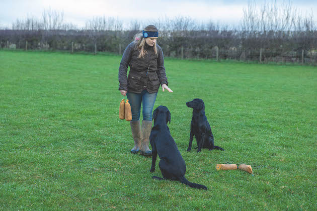 gundog training during COVID