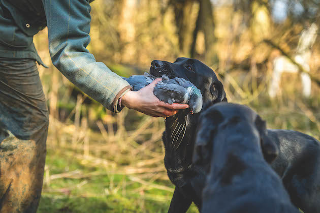 Labrador retrieving pigeon