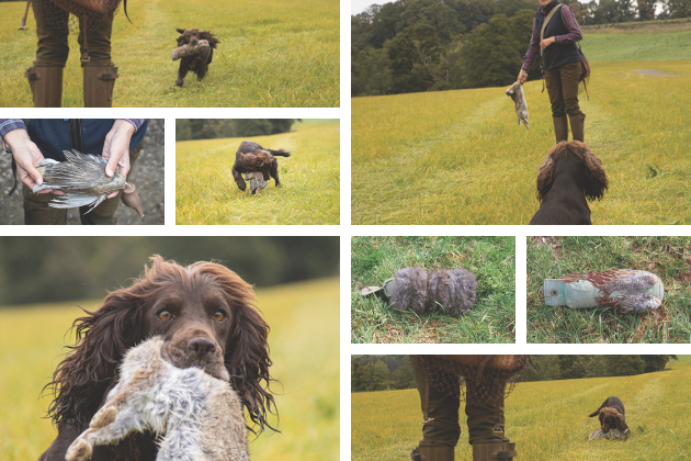 gun dog retrieving dummies