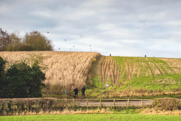 gamebirds in field