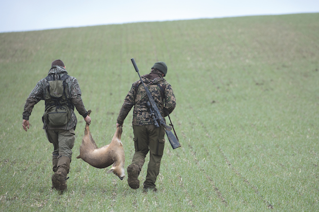 carrying Chinese water deer after hunting