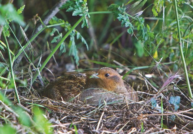 grey partridge