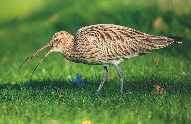 Curlew Recovery Partnership England is working to save beloved waders - Vimarsana News