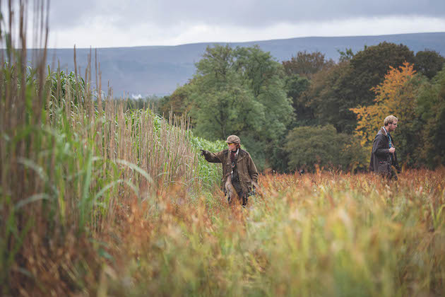 perennial cover crops