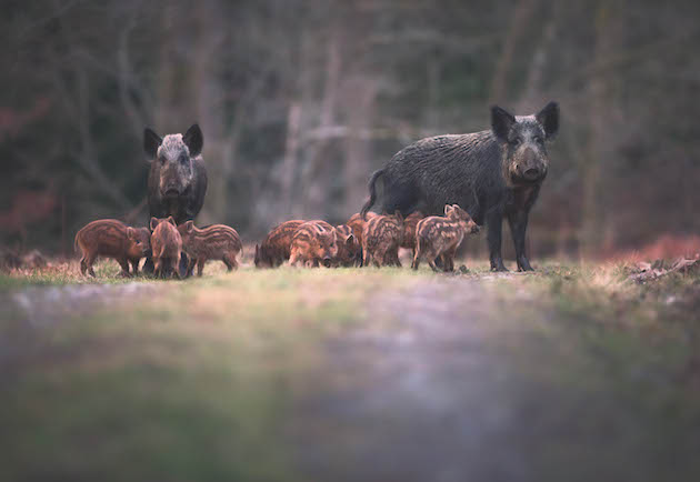 Wild boar in the UK - what are the actual numbers of the population?