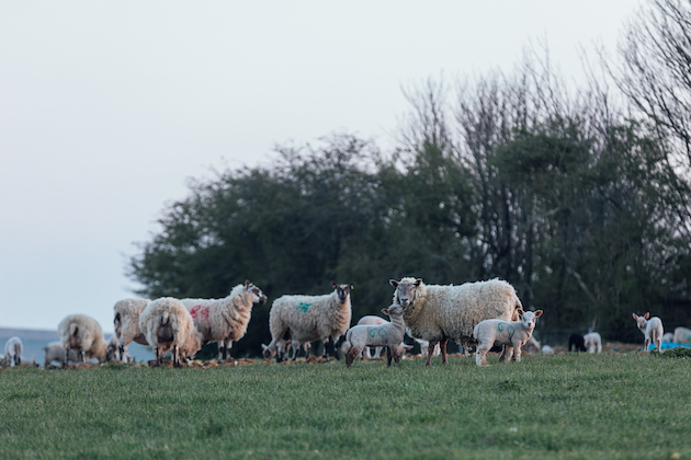 Sheep