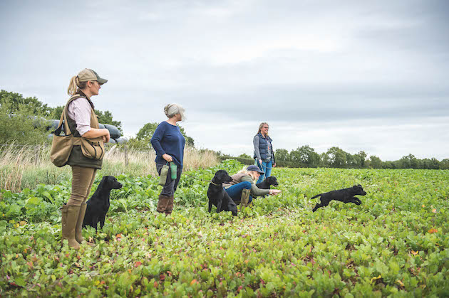Professional gundog training