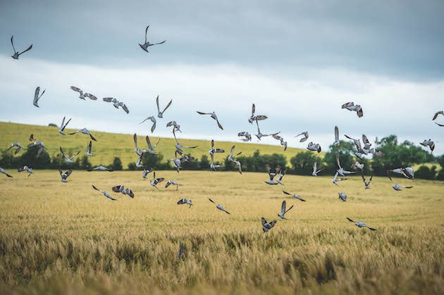 Woodpigeons
