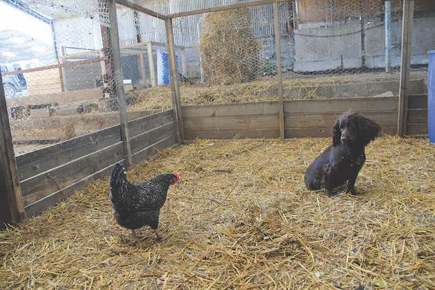 spaniel with chicken