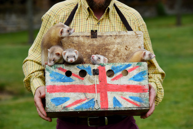 Ferrets