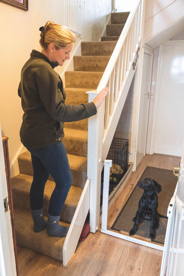 rules for working dogs