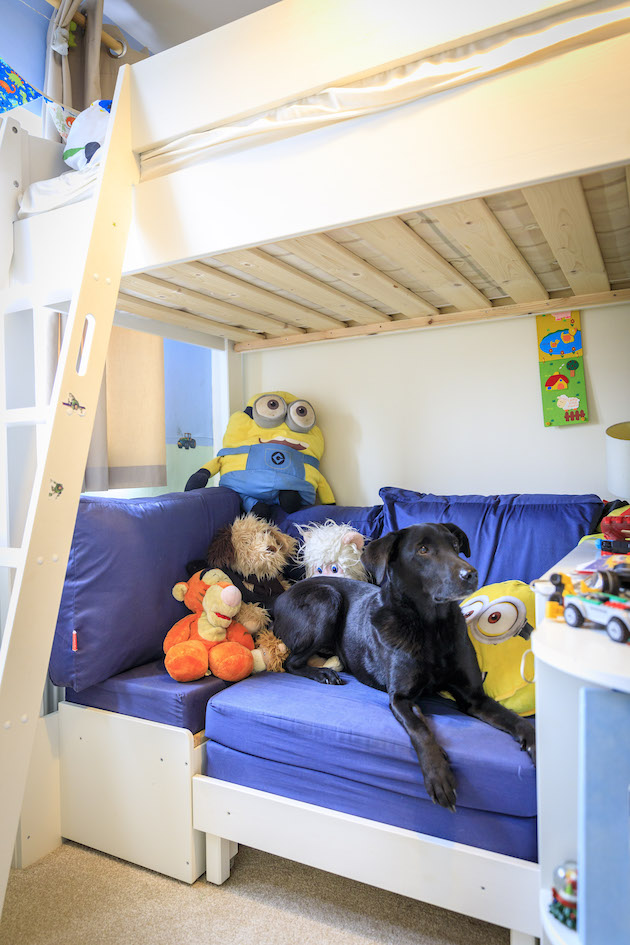 Working dogs as family pets