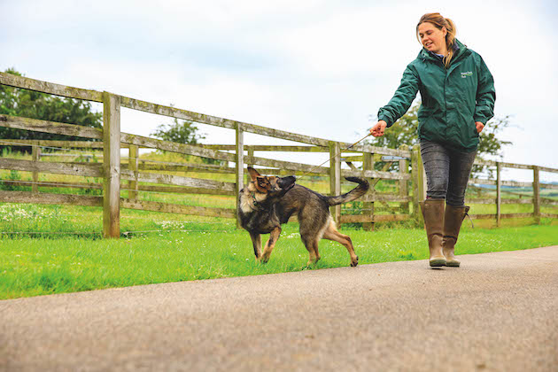 dog pulling on lead